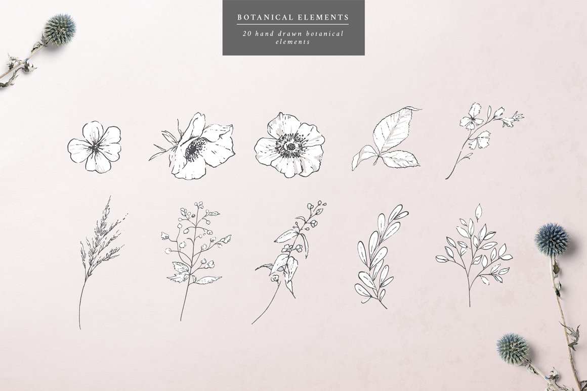 Botanical Graphic Collection