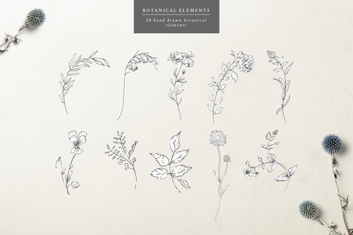 Botanical Graphic Collection
