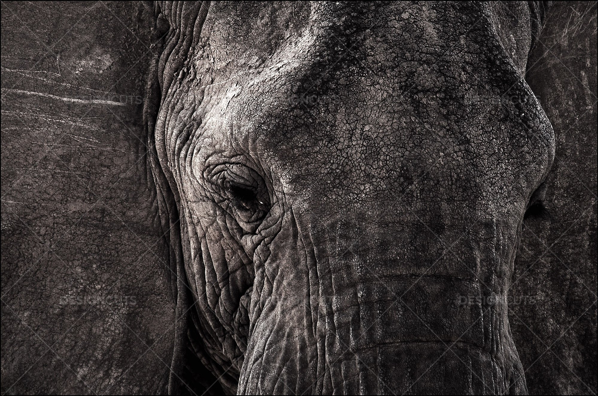 Closeup Of Elephants Face