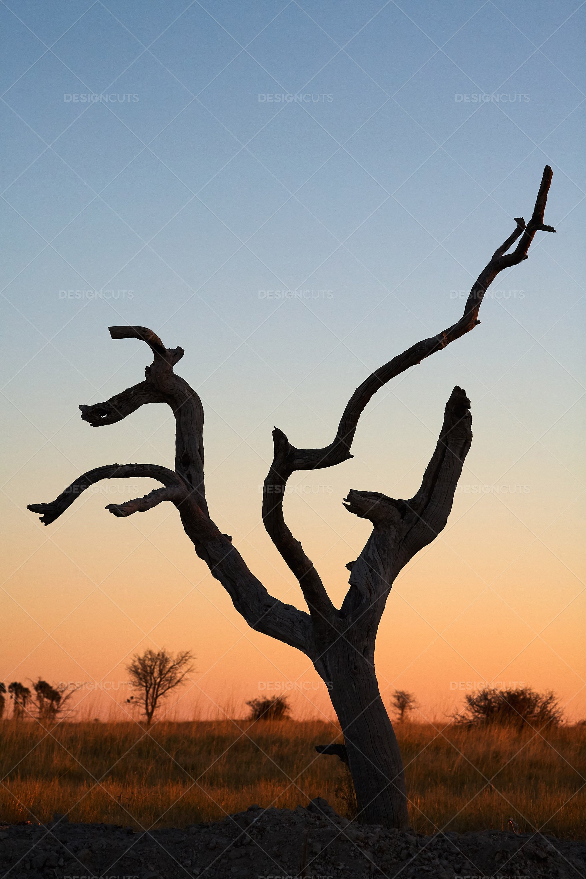 Kalahari Desert Tree Amidst The Sunset Botswana