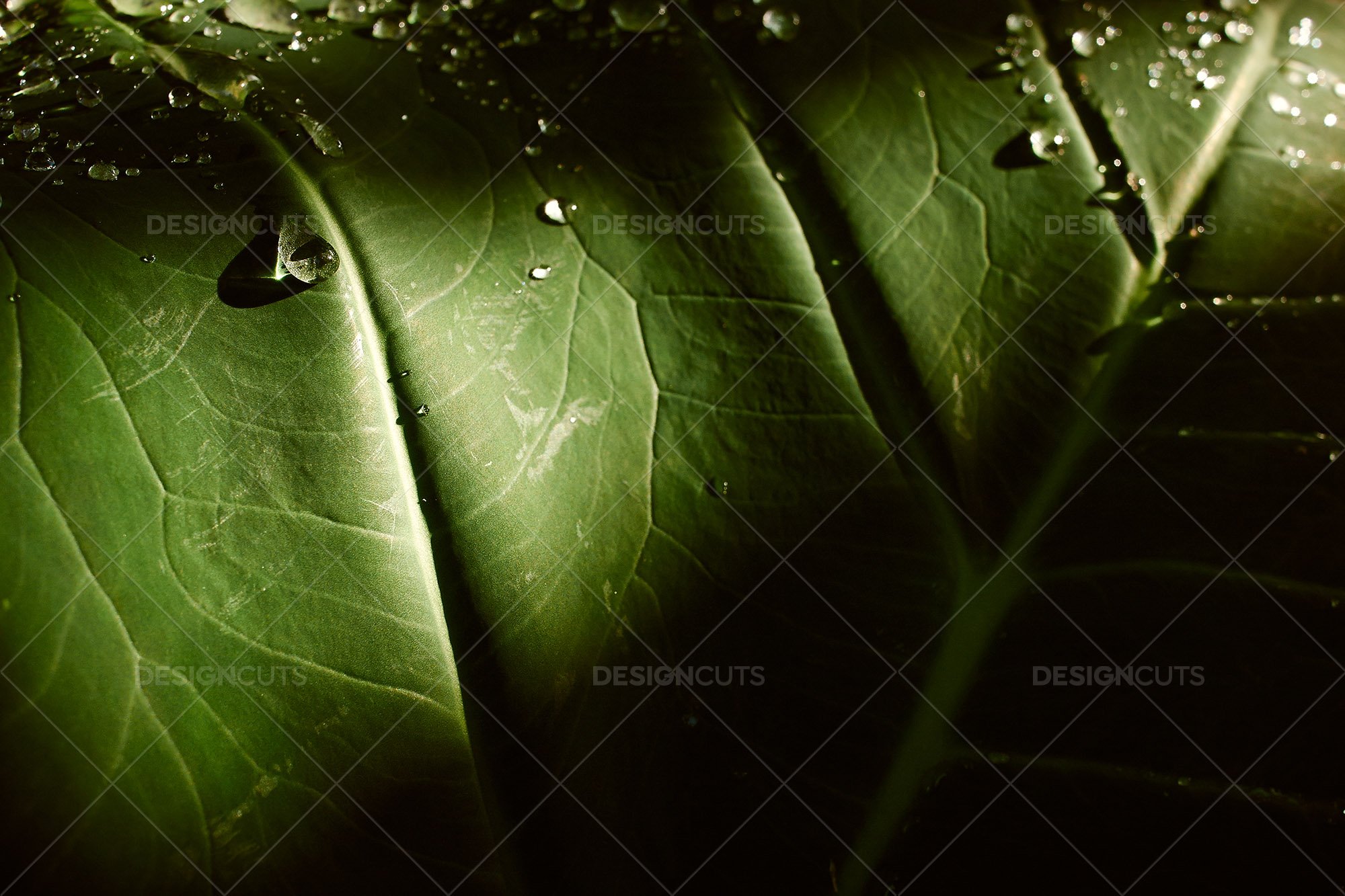 Still Life Close Up Of Water Droplets On Palm Leaf