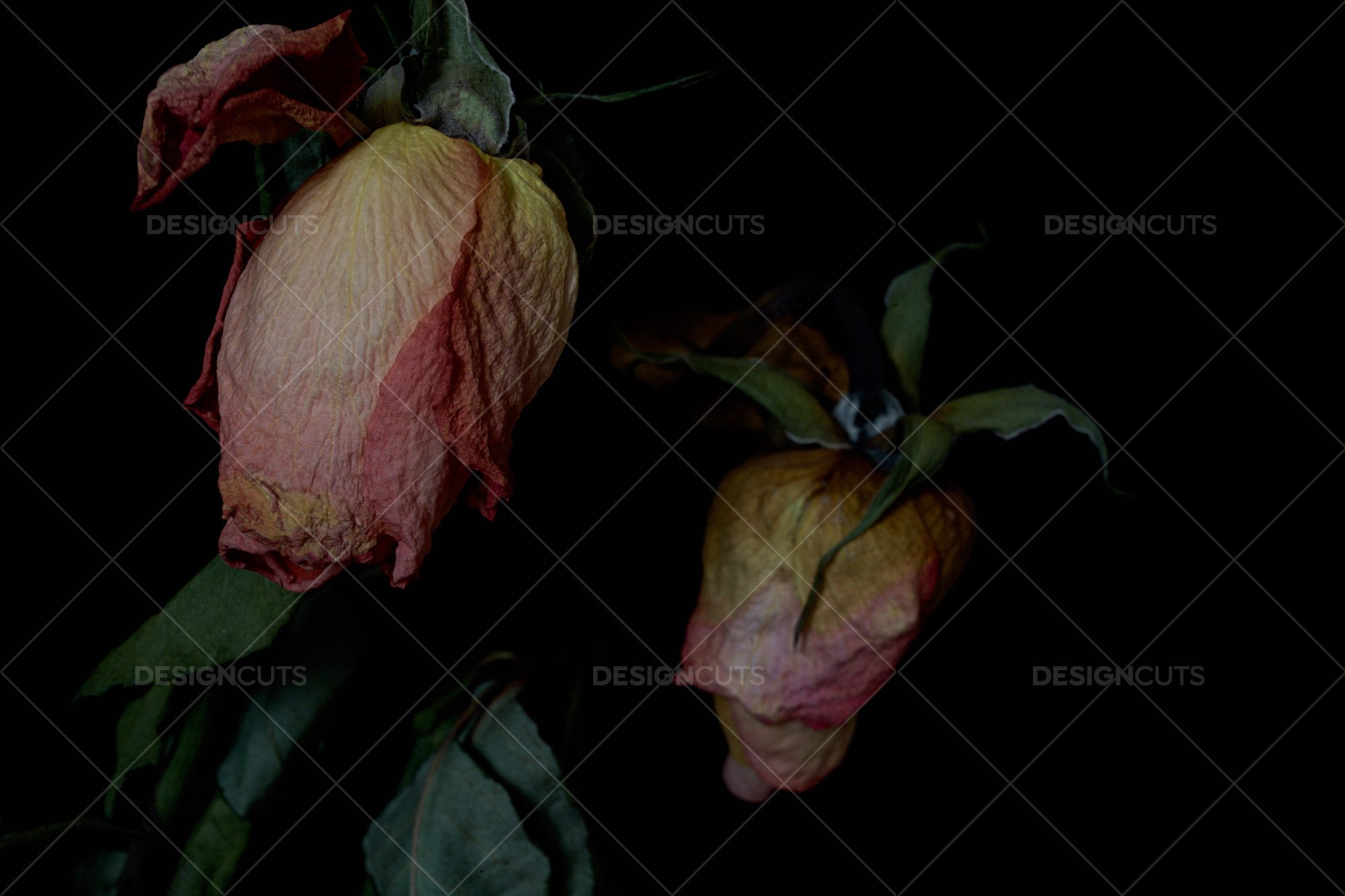 Dark Closeup Of Two Wilting Roses