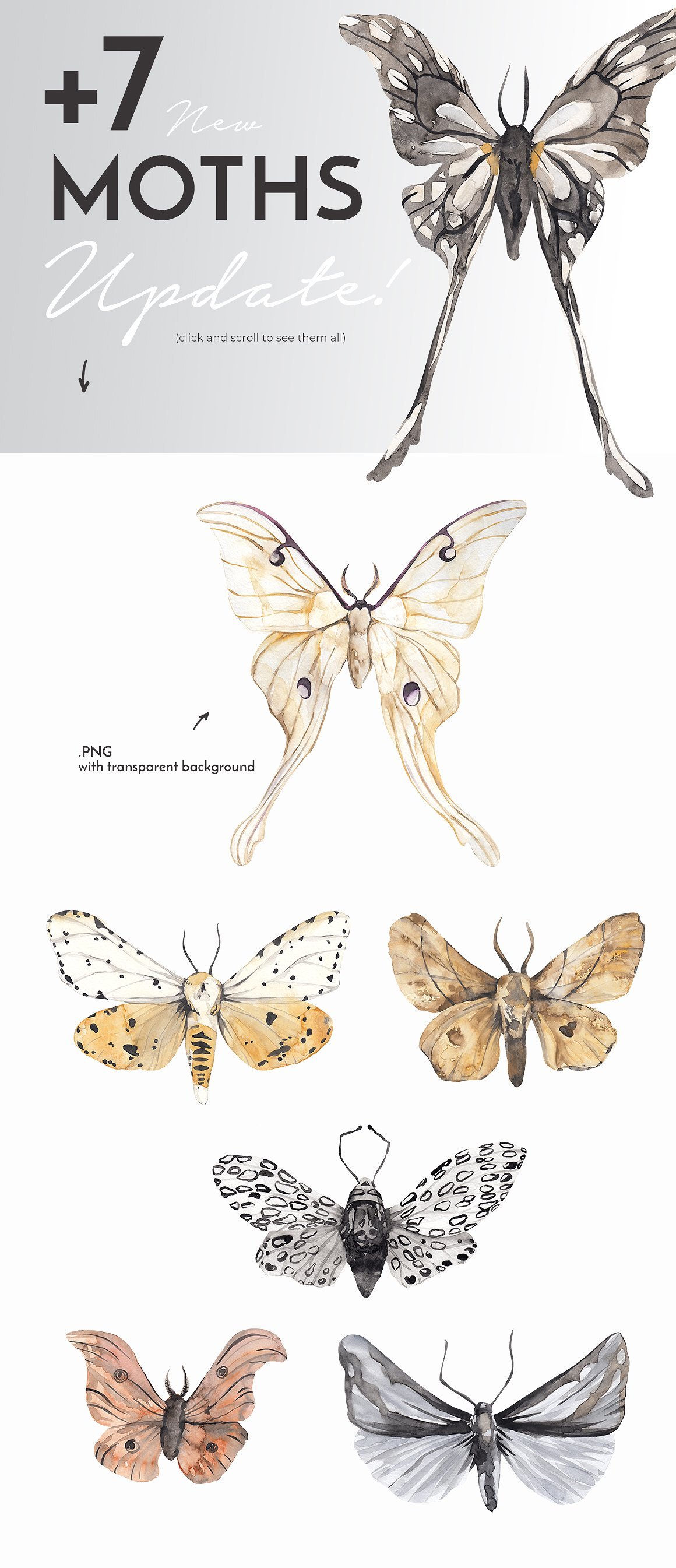 Moth Watercolor Butterflies Collection