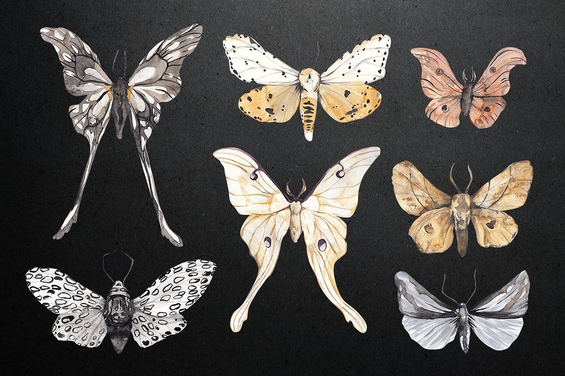 Moth Watercolor Butterflies Collection
