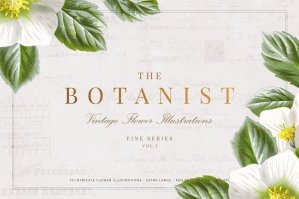 The Botanist - Flower Illustrations