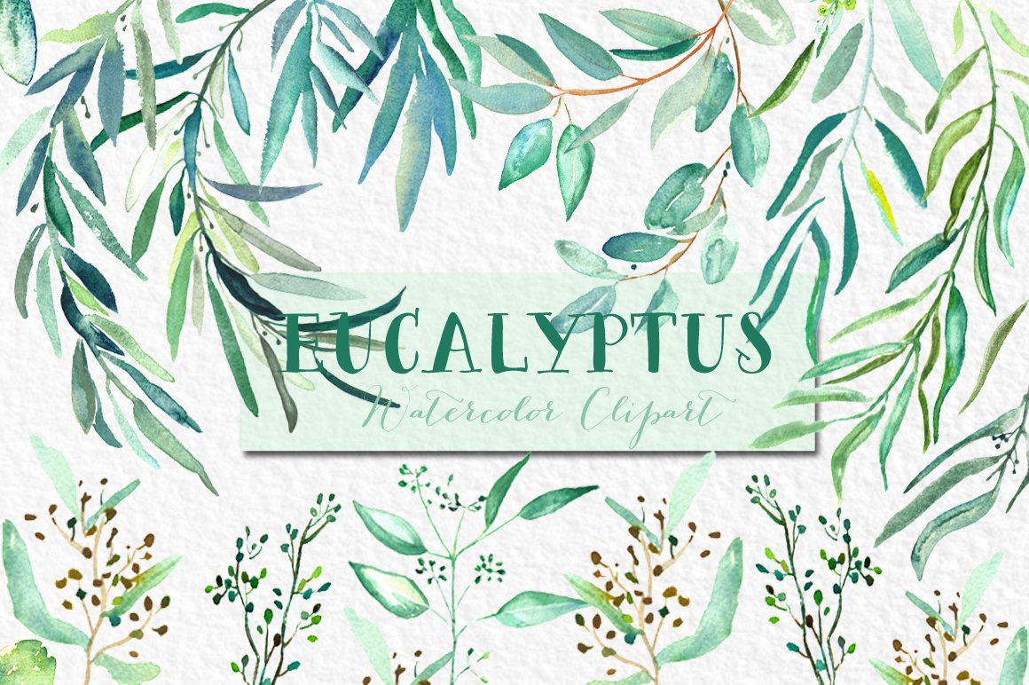 Eucalyptus Watercolor Clipart