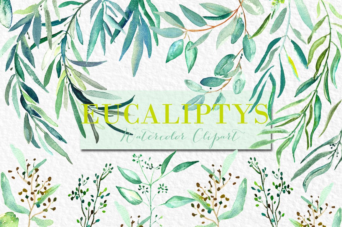Eucalyptus Watercolor Clipart