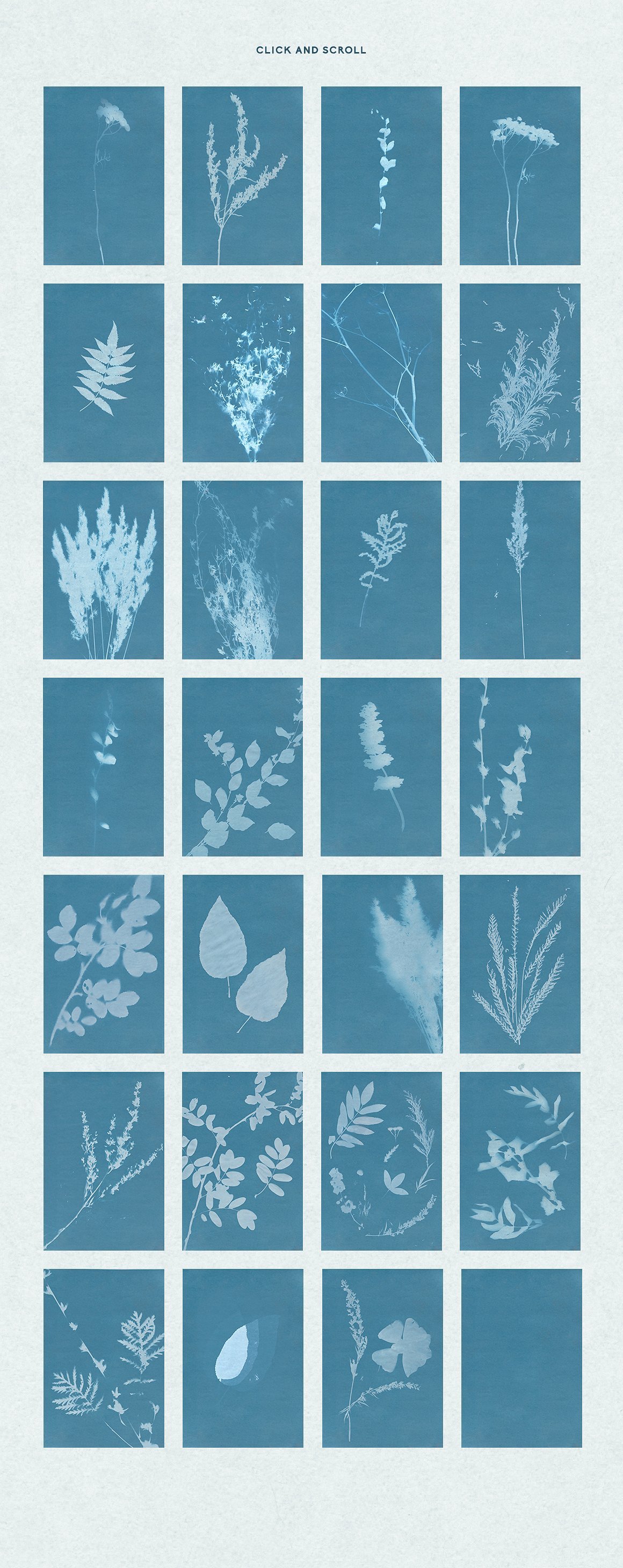 Floral Cyanotype Backgrounds
