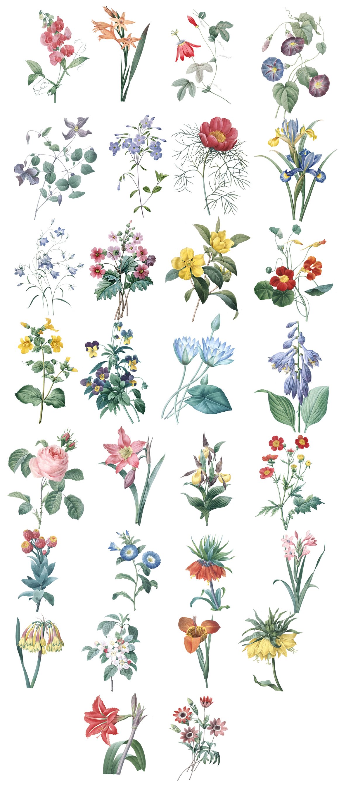 Vintage botanical illustrations - Intricate flora