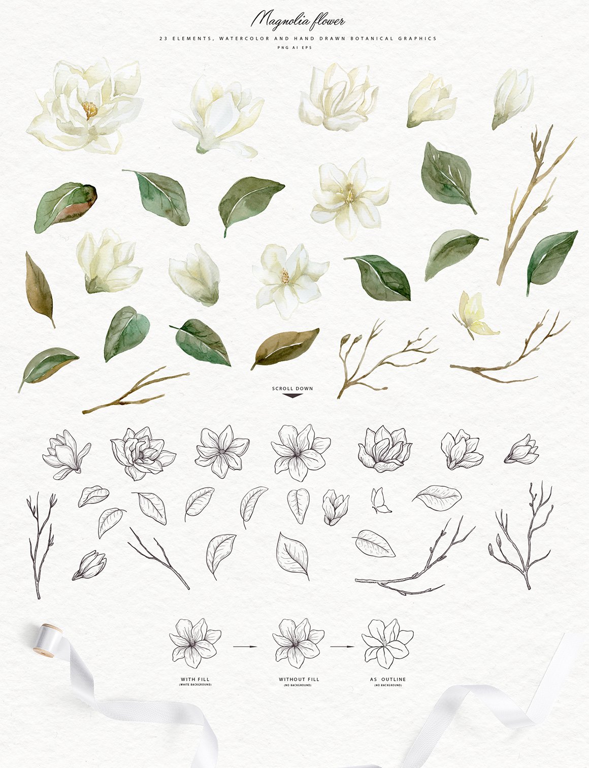 White Magnolia And Cotton