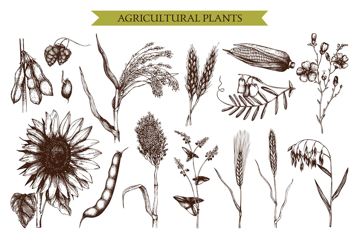 Agricultural Plants Set
