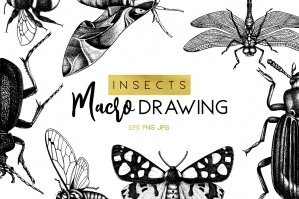 Insects Macro Drawings