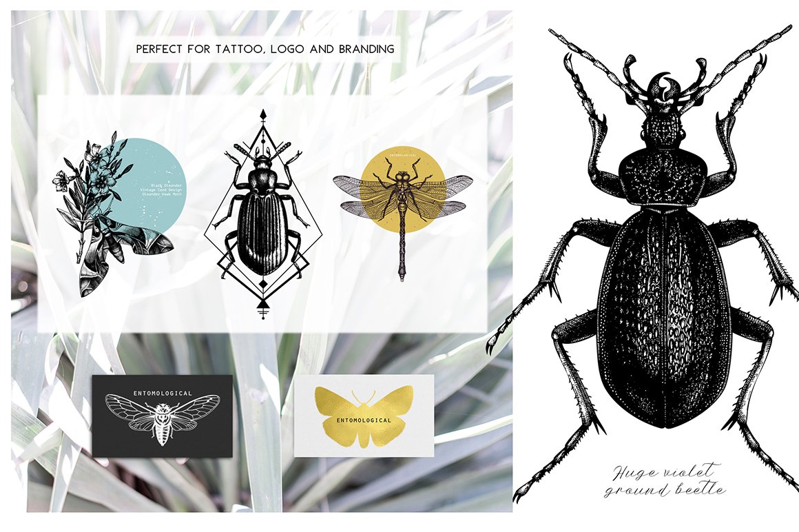 Insects Macro Drawings