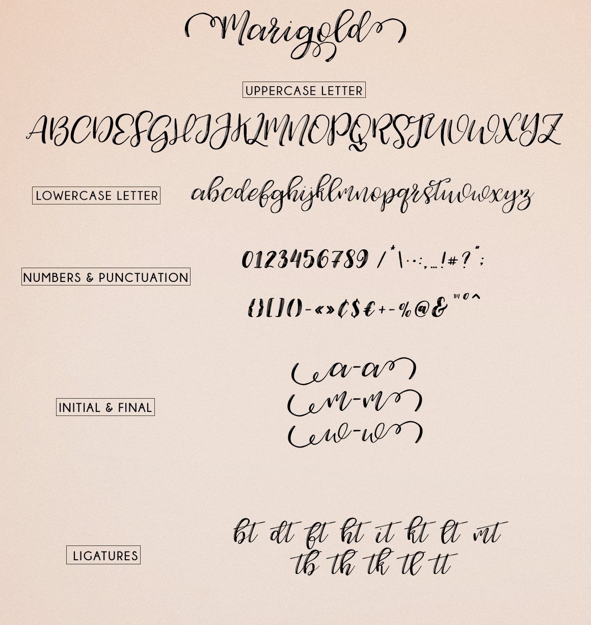 Modern Calligraphy Typeface Marigold 