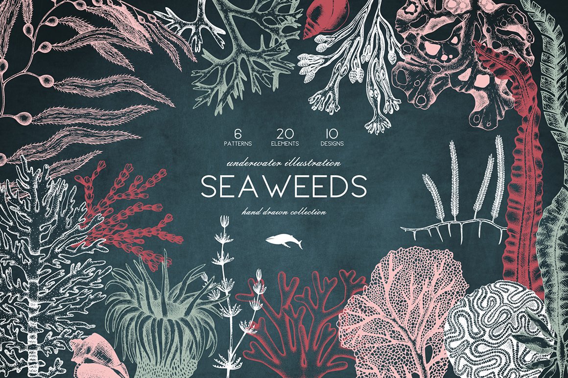 Vector Seaweeds Collection