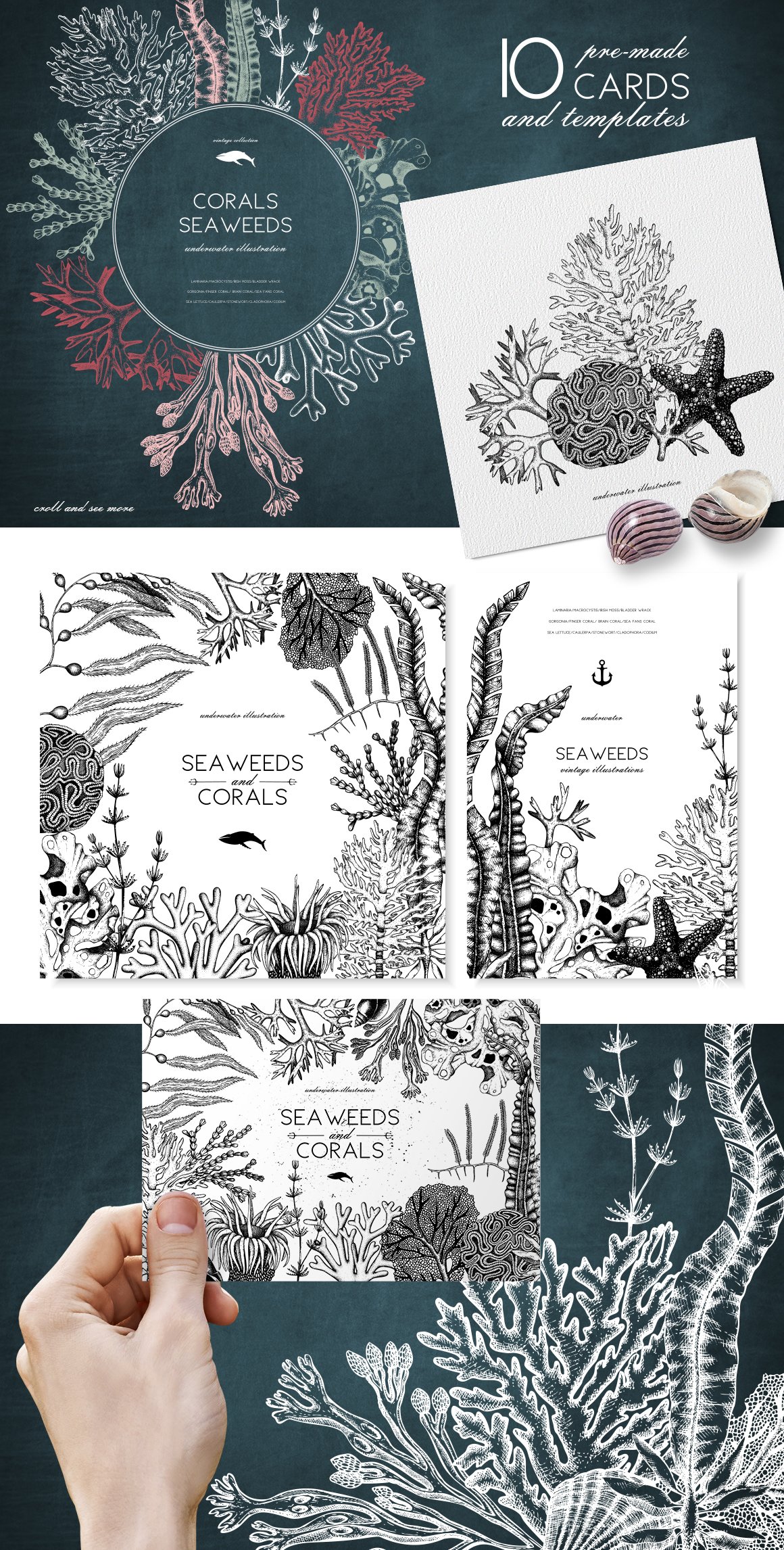 Vector Seaweeds Collection