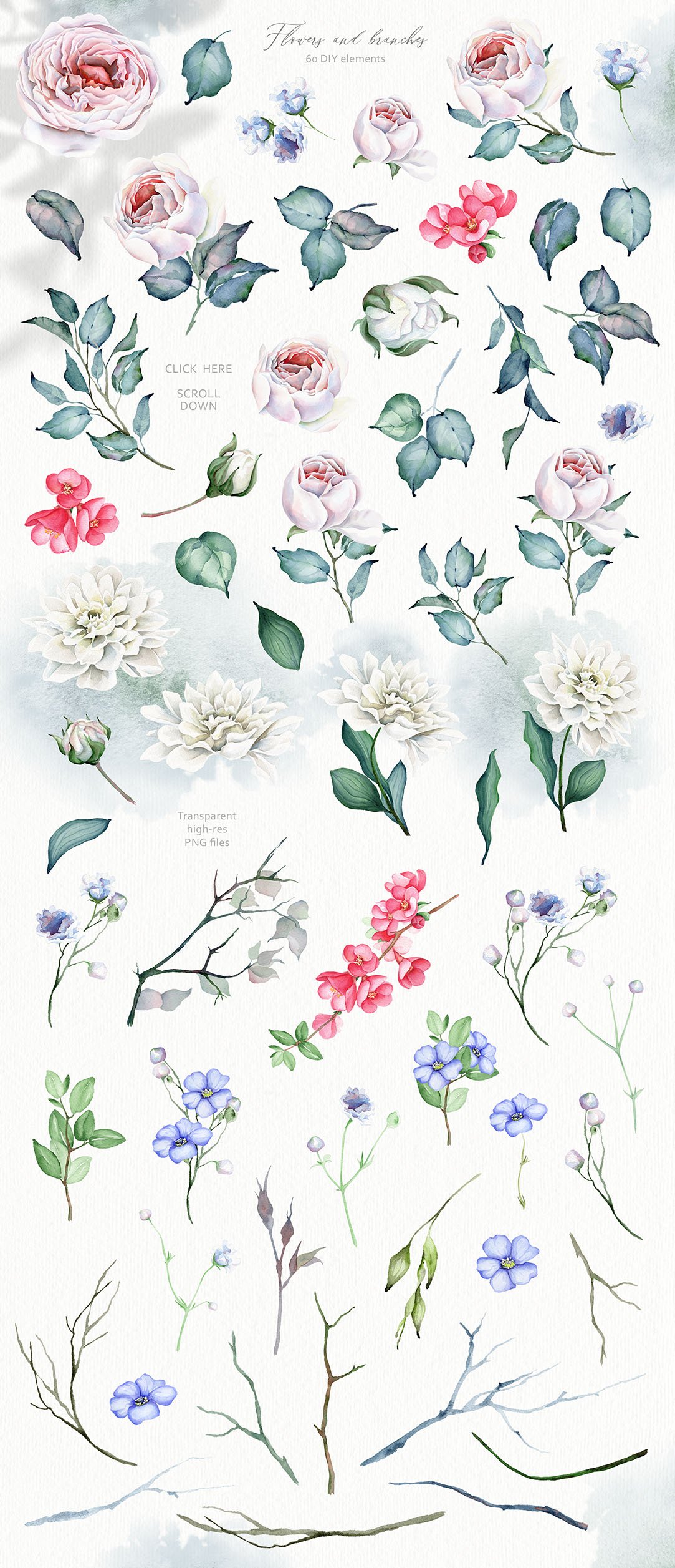 Watercolour Floral Illustrations and Alphabets