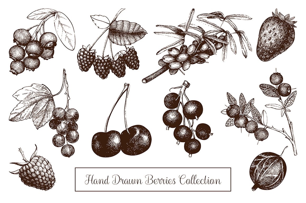 Hand Drawn Berries Collection
