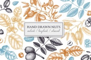 Hand Drawn Nuts Collection