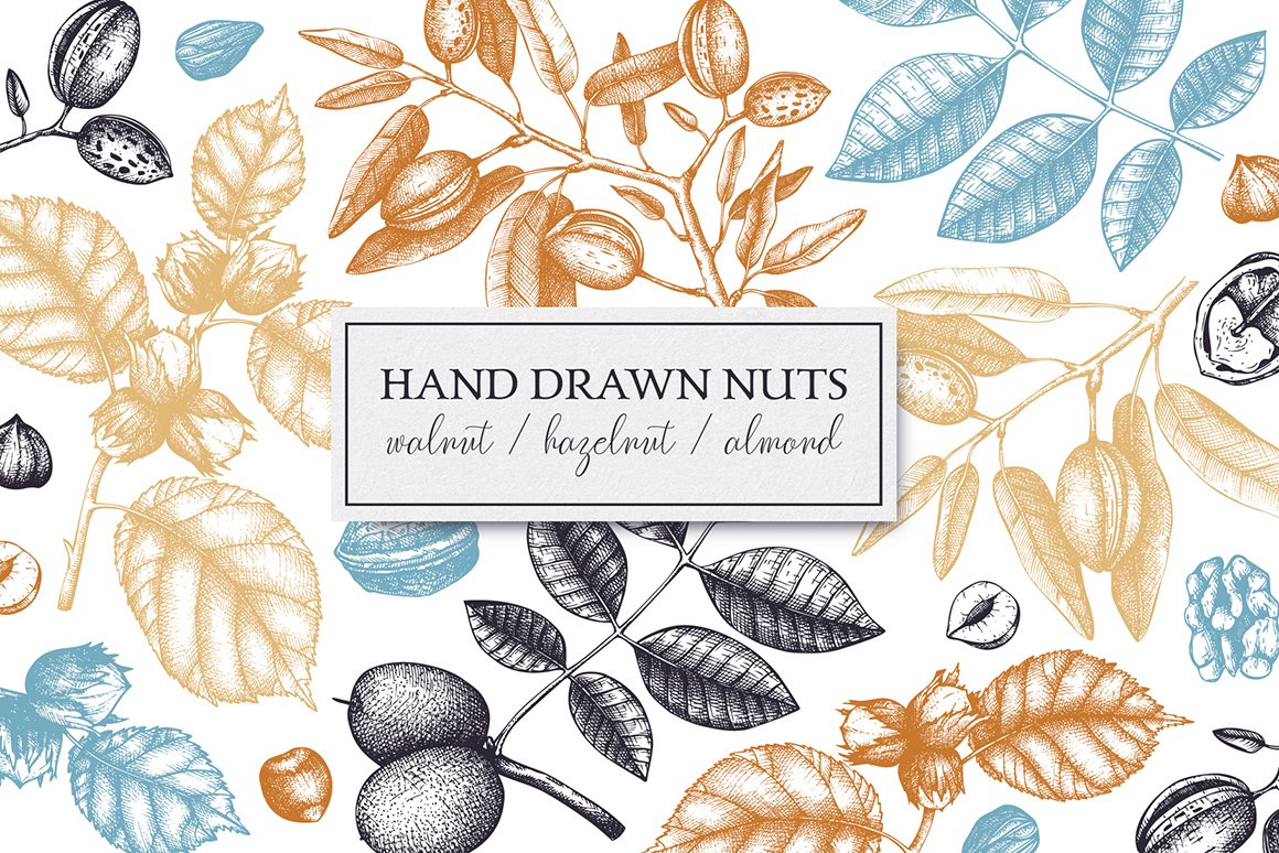 Hand Drawn Nuts Collection