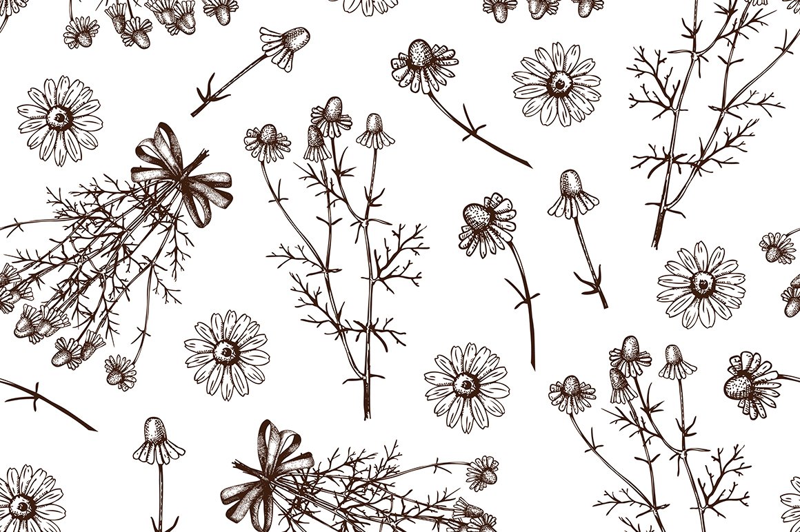 Vector Set Of Hand Drawn Camomile