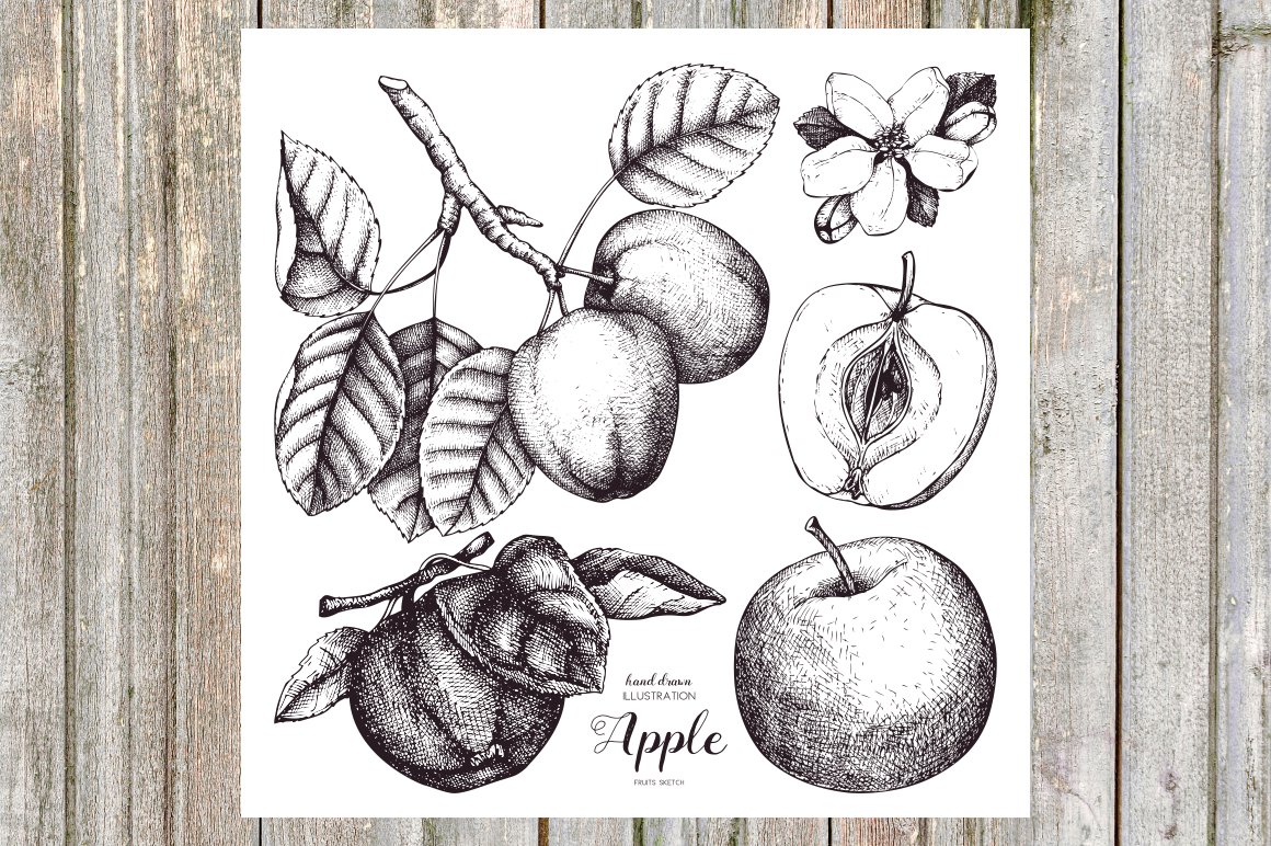Vintage Apple Illustrations