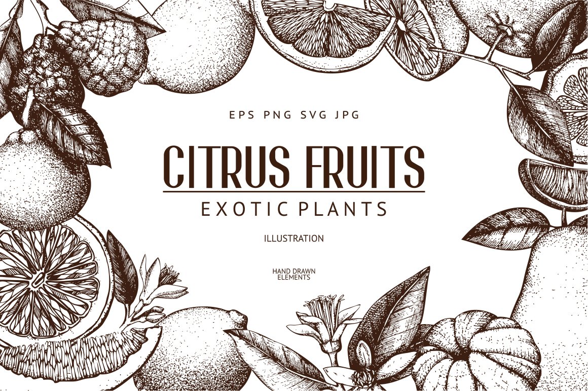Vintage Citrus Fruits Collection