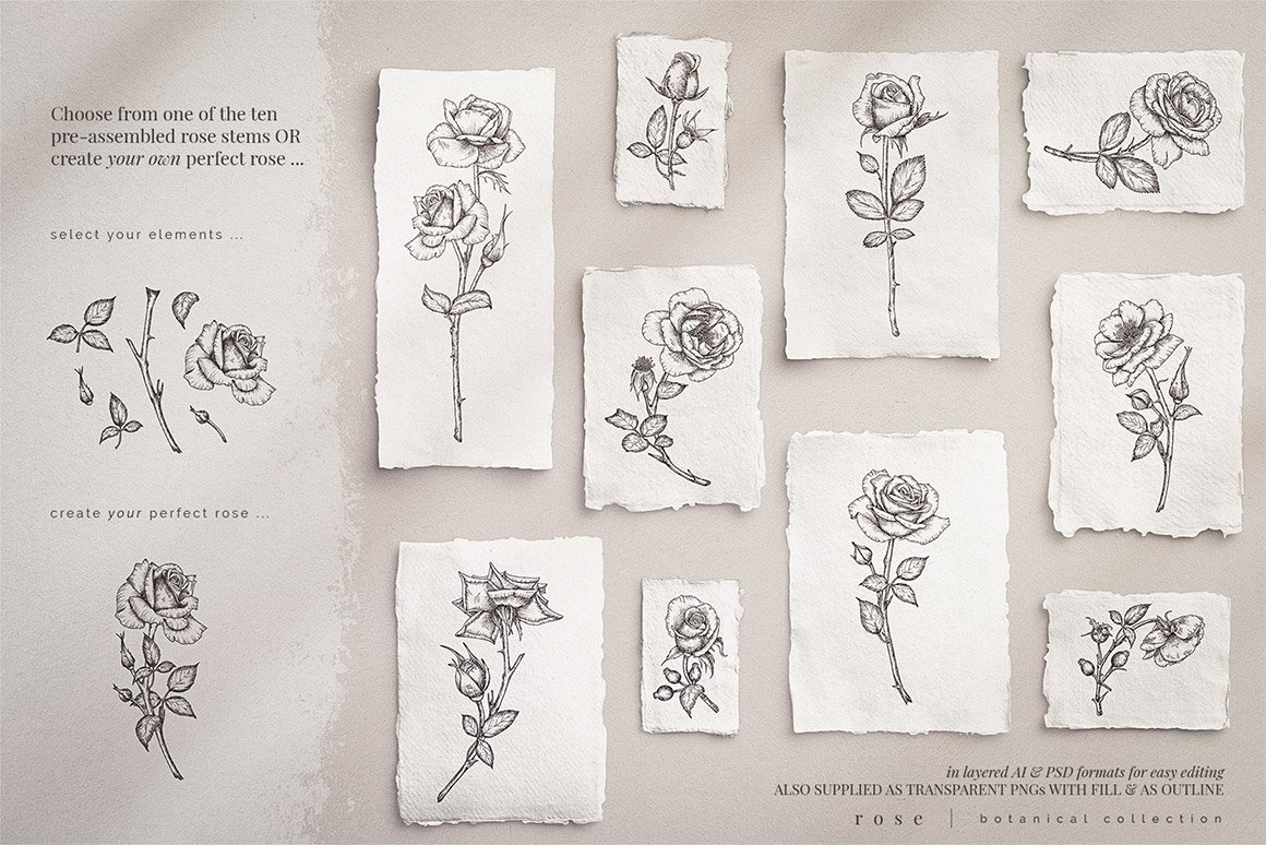 Rose - Hand Drawn Botanical Collection