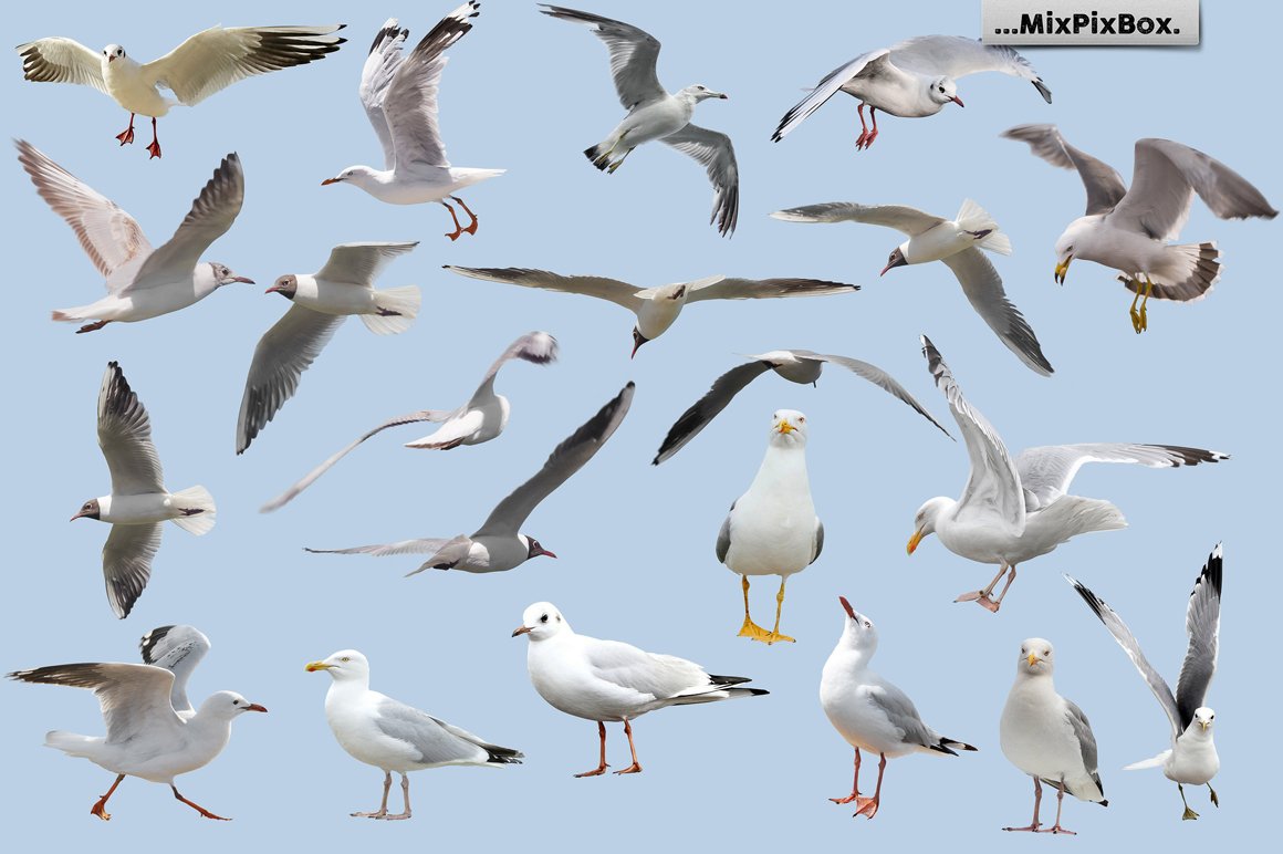 Seagulls Photo Overlays