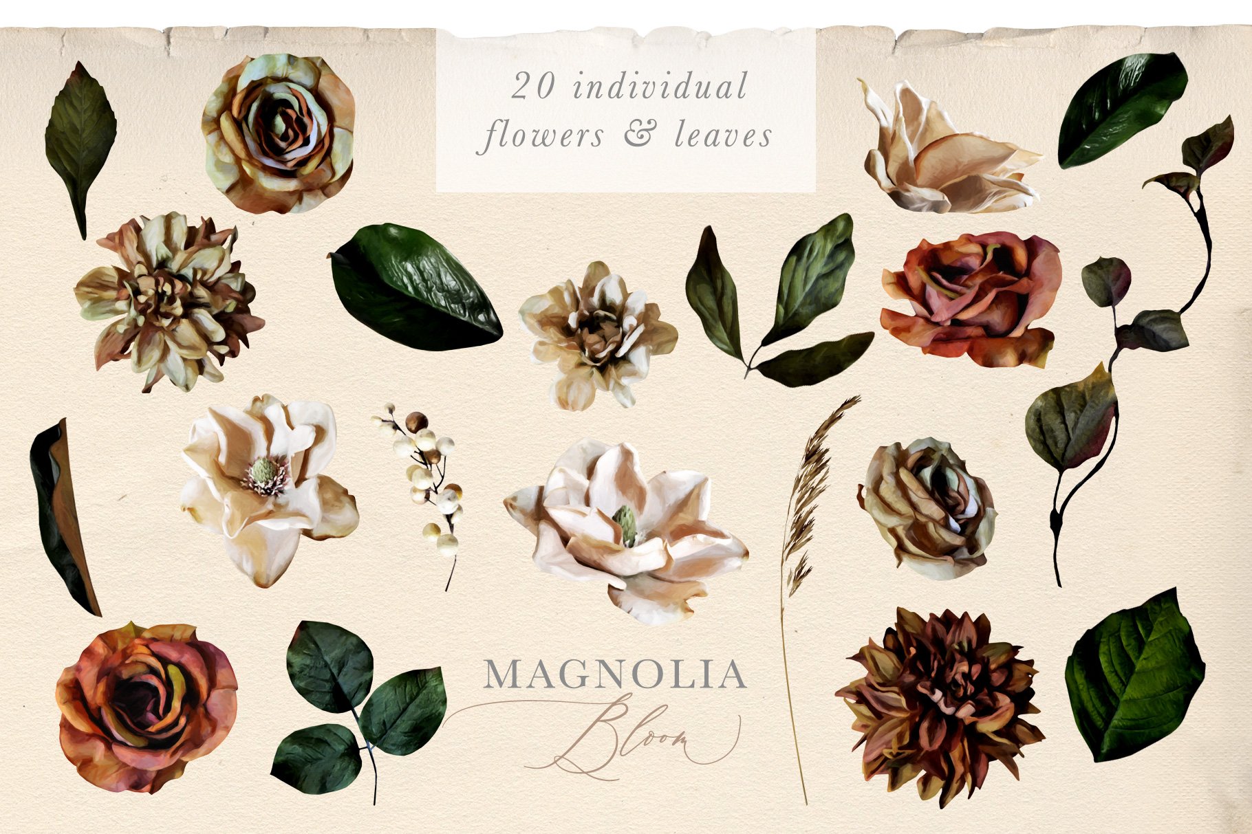 Magnolia Bloom Flower & Monogram Graphics