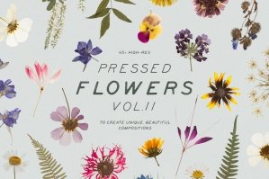 Pressed Dry Flowers & Herbs Vol.2