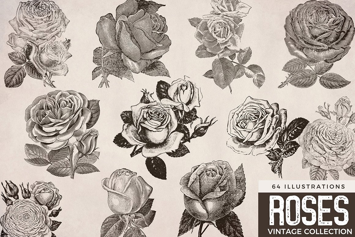 64 Vintage Rose Illustrations