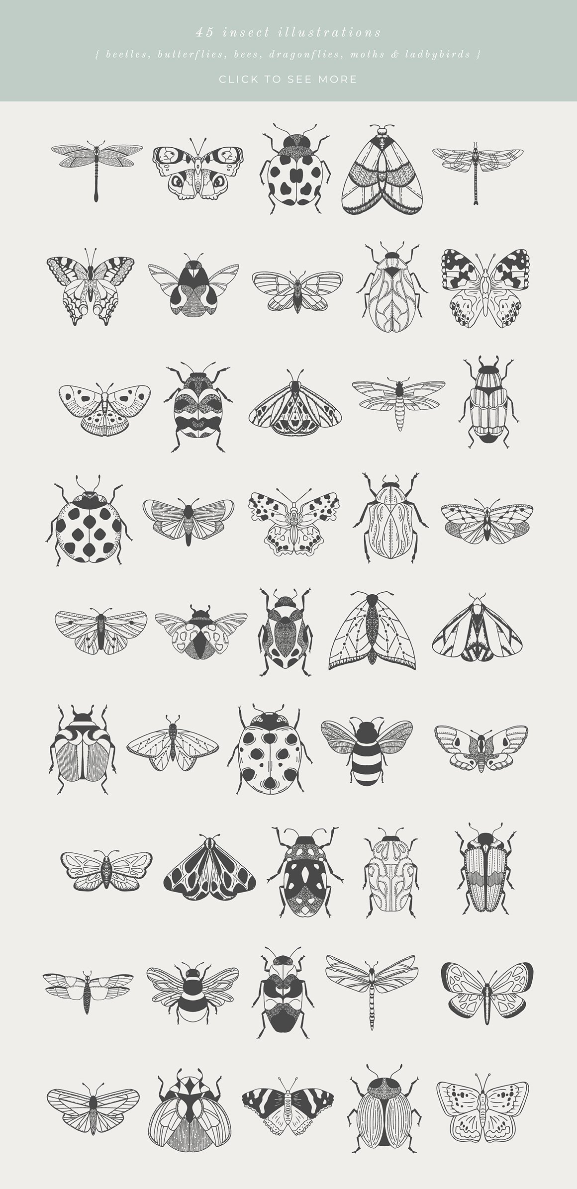Beetles, Bugs & Butterflies Vector Illustrations