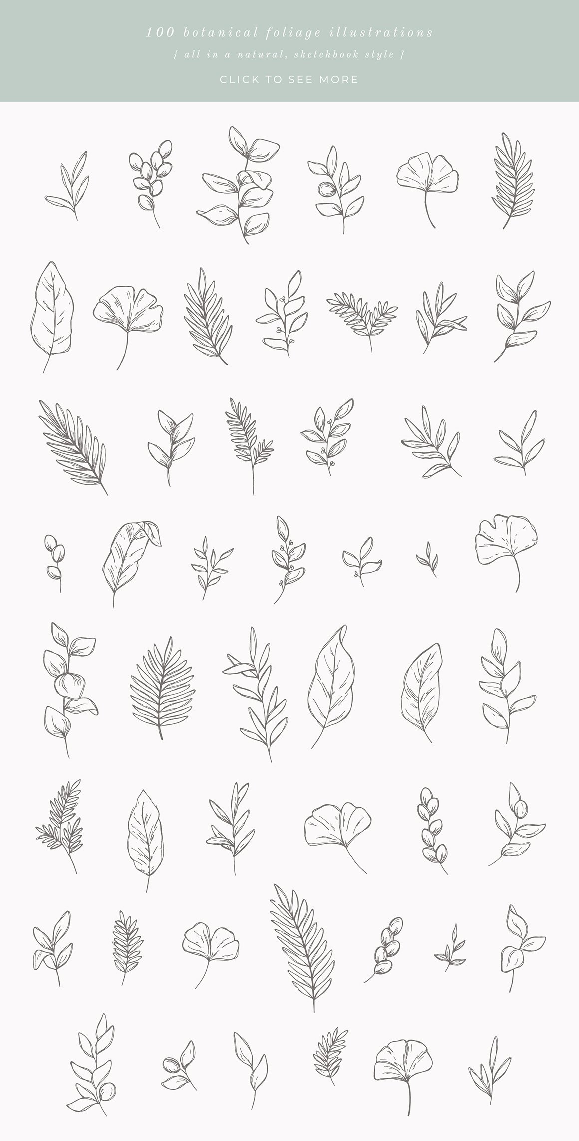 Botanical Sketches Vector Illustrations