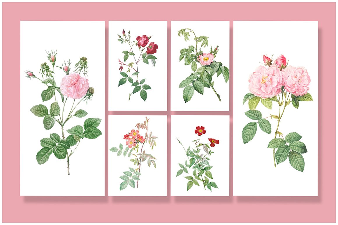 Colorful Flowers - Graphics Bundle