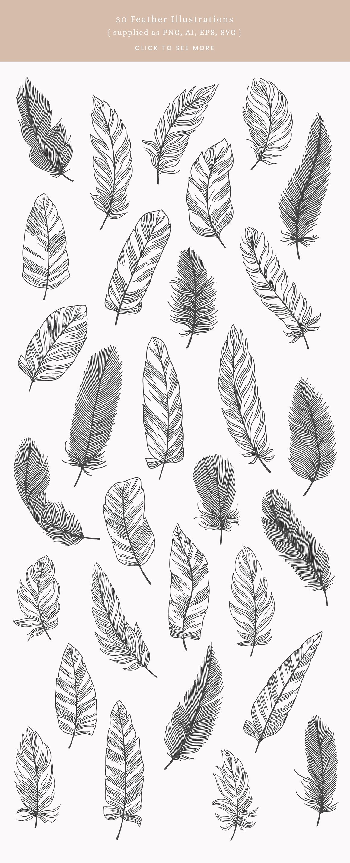 Feathers Vector Illustrations