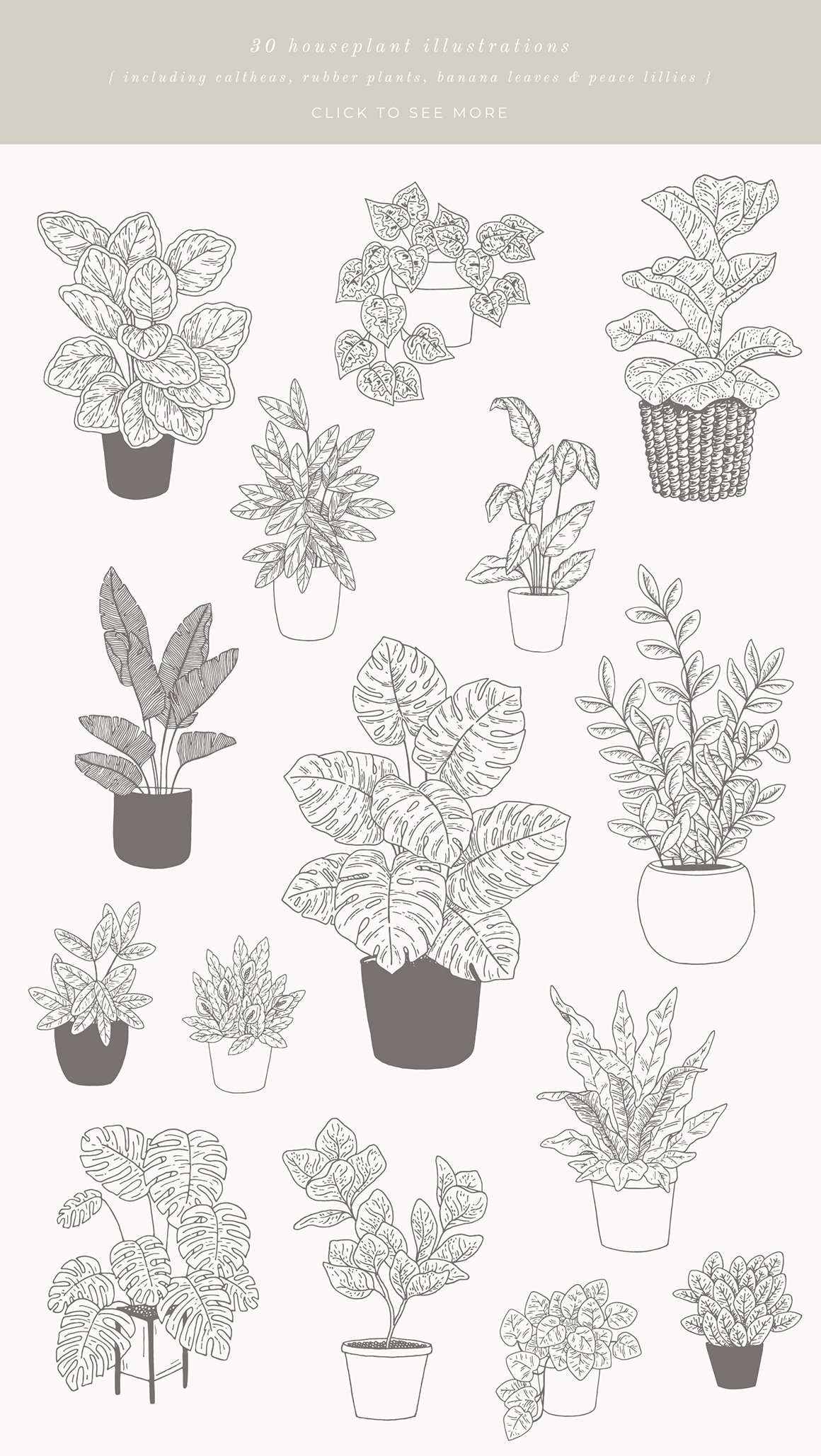 House Plants Vector Illustrations