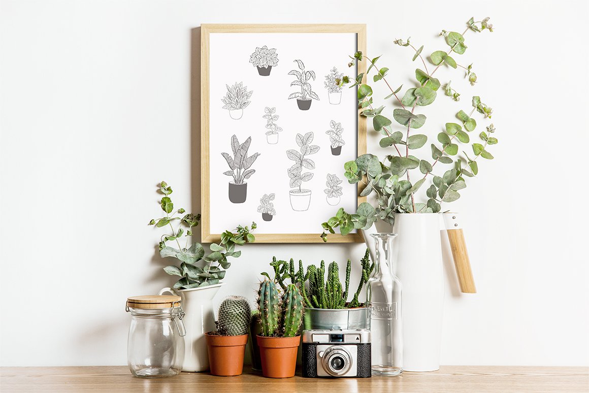 House Plants Vector Illustrations