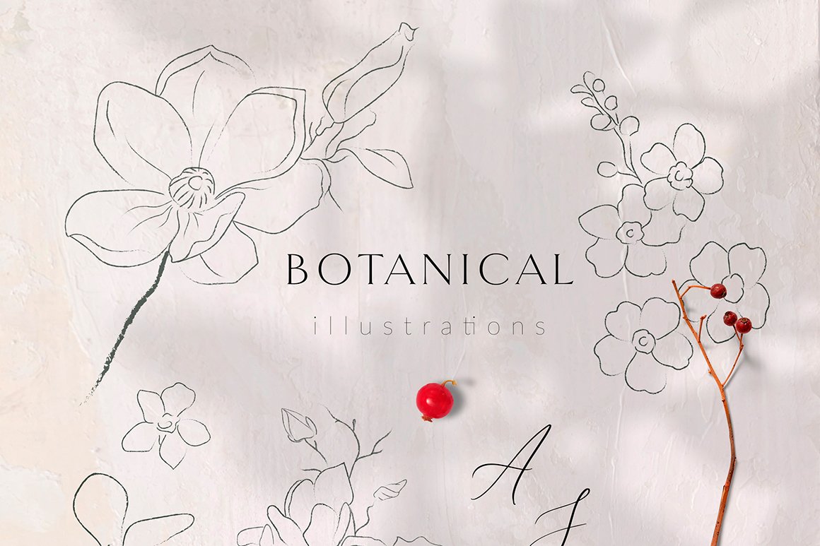 Line Drawing Botanicals, Plants, Florals