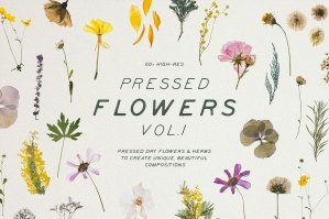 Pressed Dry Flowers & Herbs Vol.1