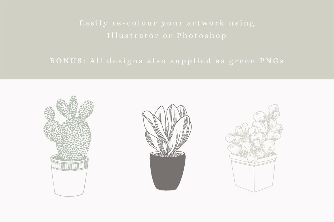 Succulent & Cacti Vector Illustrations