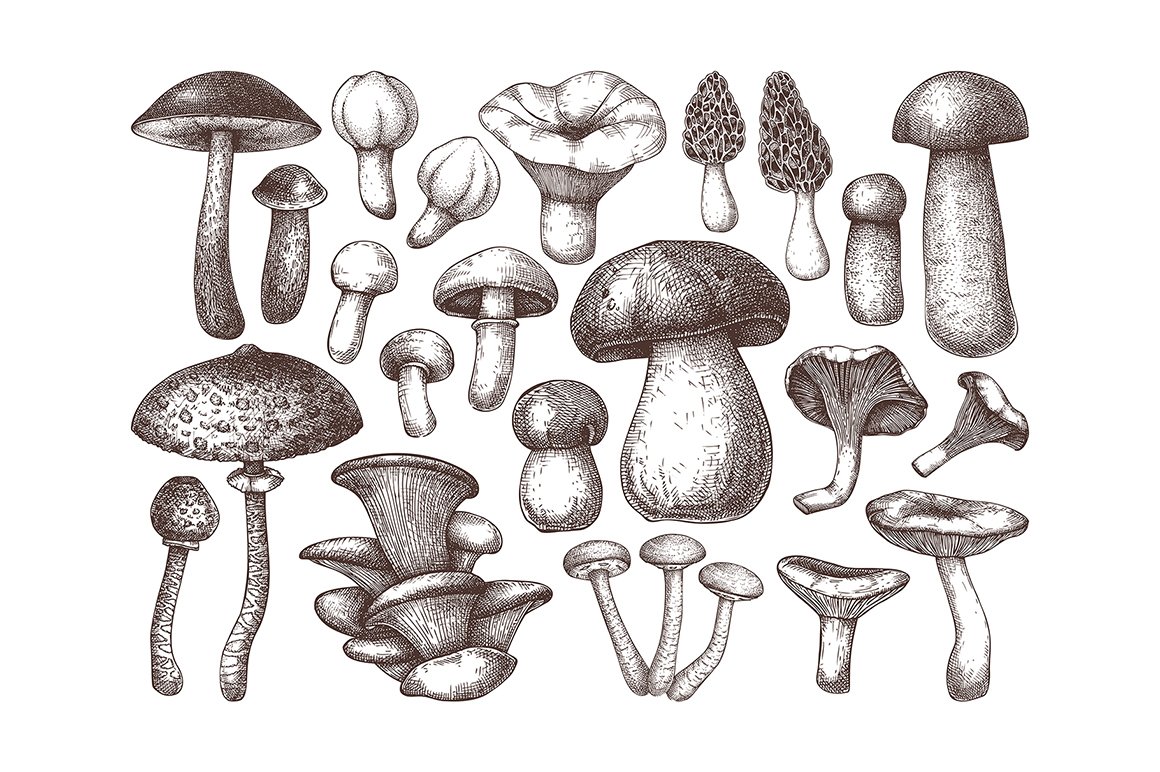 Vector Edible Mushrooms Collection