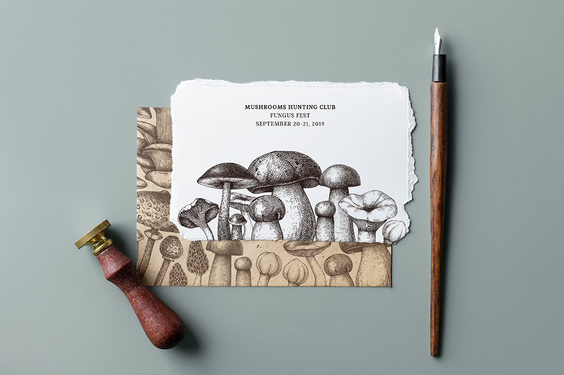 Vector Edible Mushrooms Collection