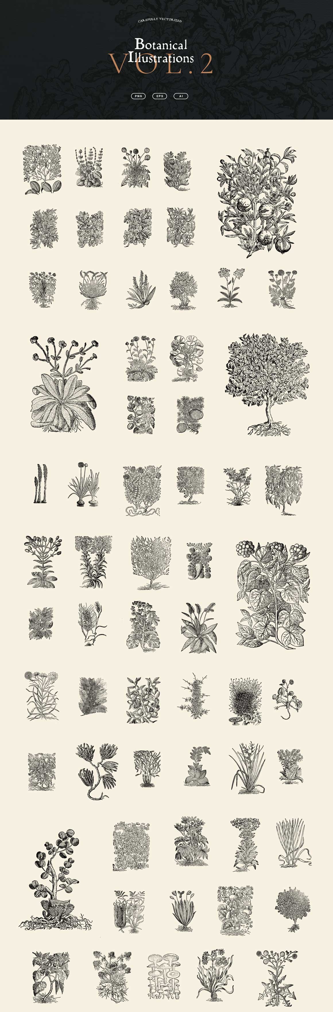 Botanical Illustrations Vol.2