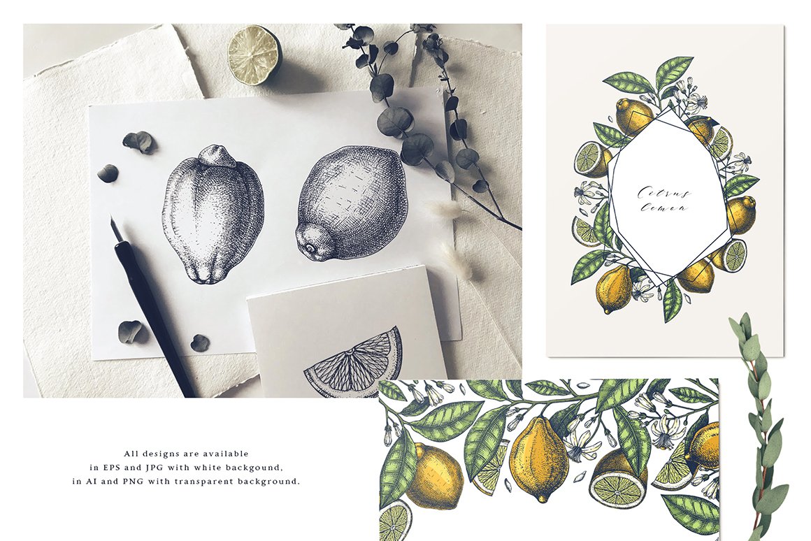 Lemons - Hand Sketched & Vector Set