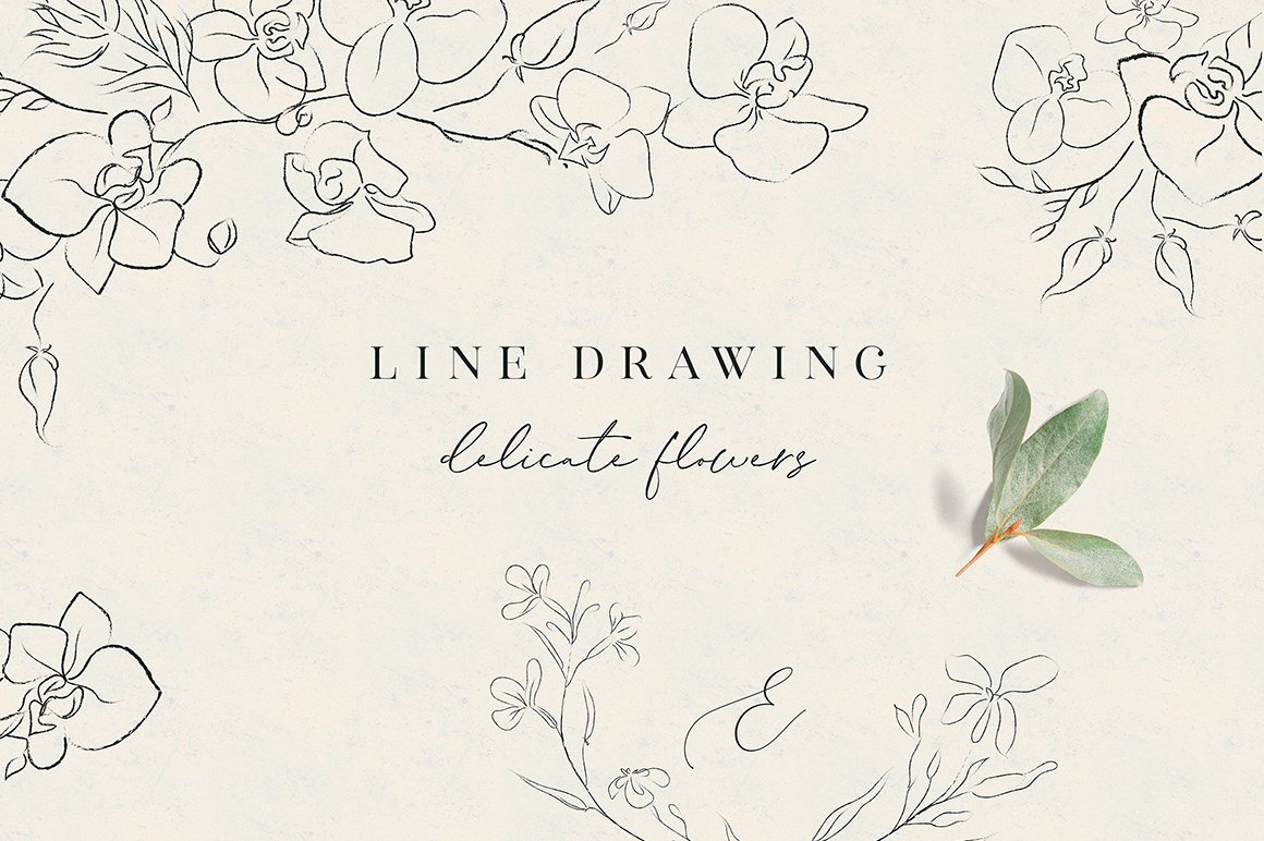 Line Clipart Hand Drawn Fine Art Orchid Flower