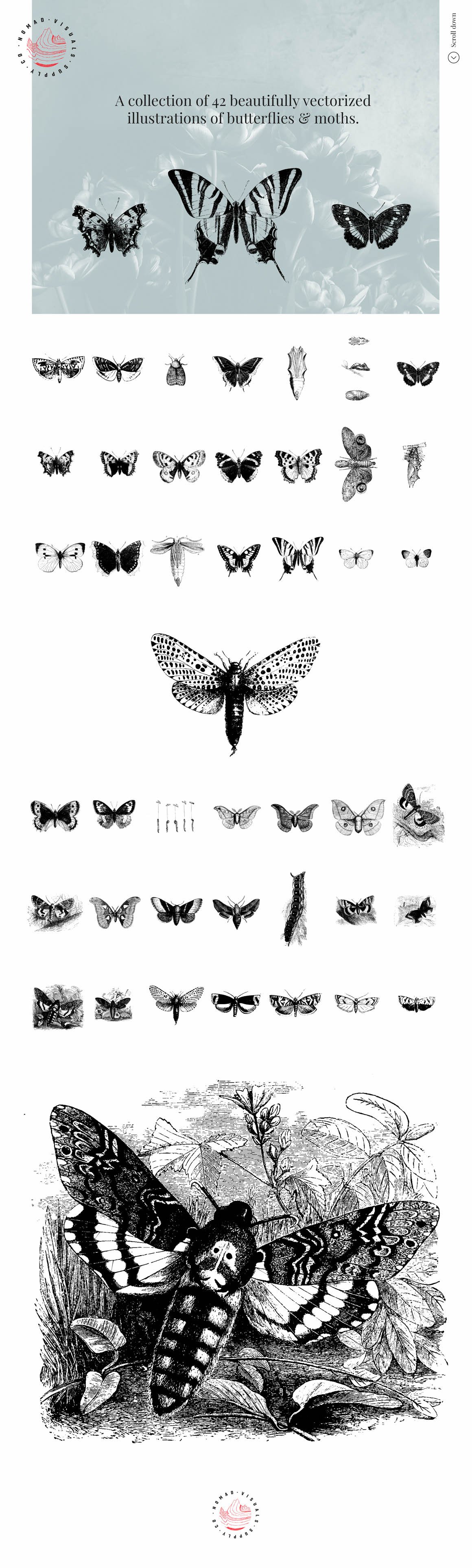 Vintage Butterflies Illustrations