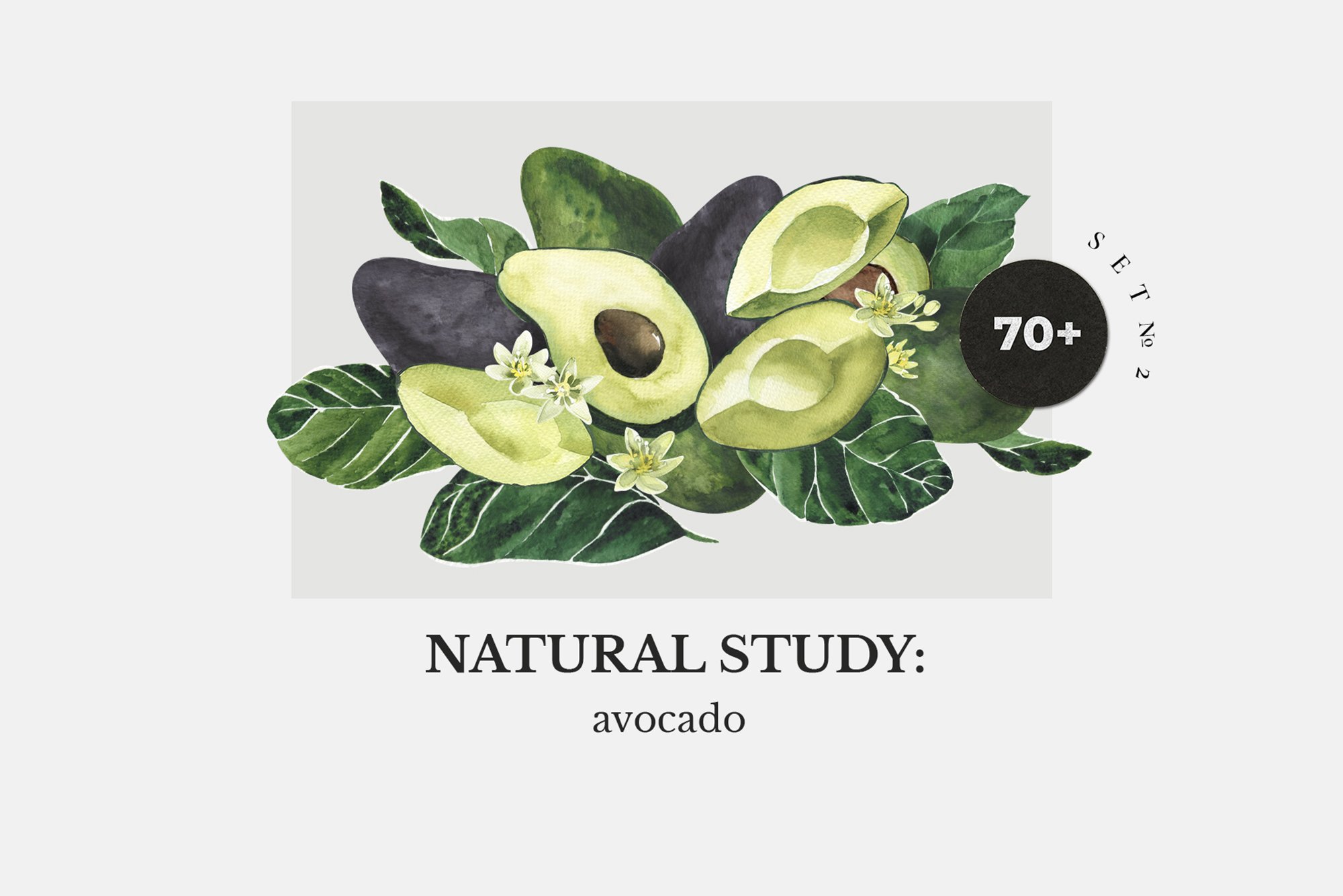 Avocado: Natural Study Set ll - Watercolor Pack