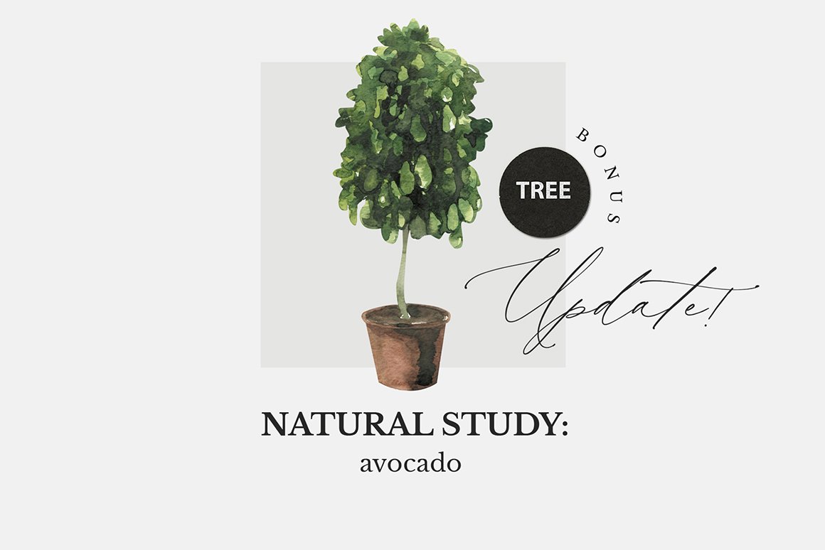Avocado: Natural Study Set ll - Watercolor Pack