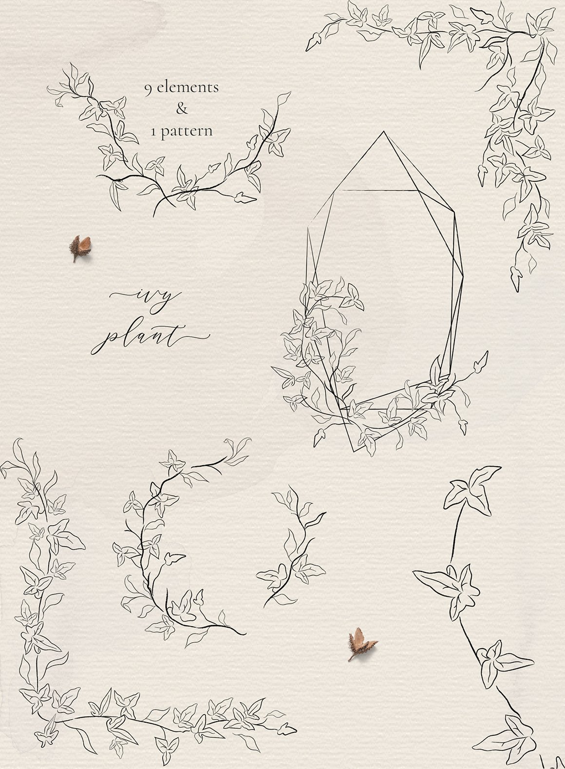 Line Drawing Delicate Ivy Plant Floral Frames